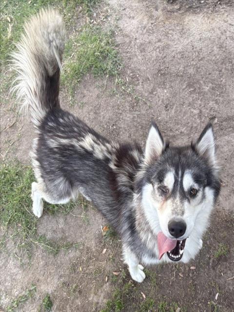 Rosa, a Siberian Husky (mix breed), available for adoption