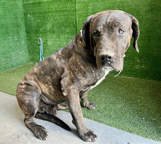 Duke, a Mastiff, available for adoption