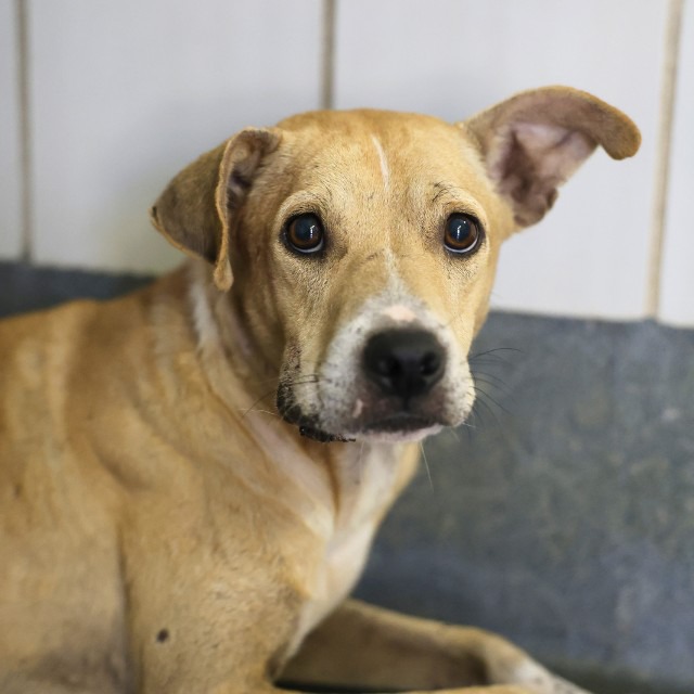 Fitz, a Shepherd (mix breed), available for adoption