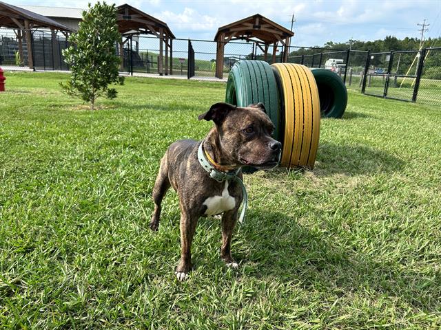 Mia, a Mountain Cur (mix breed), available for adoption