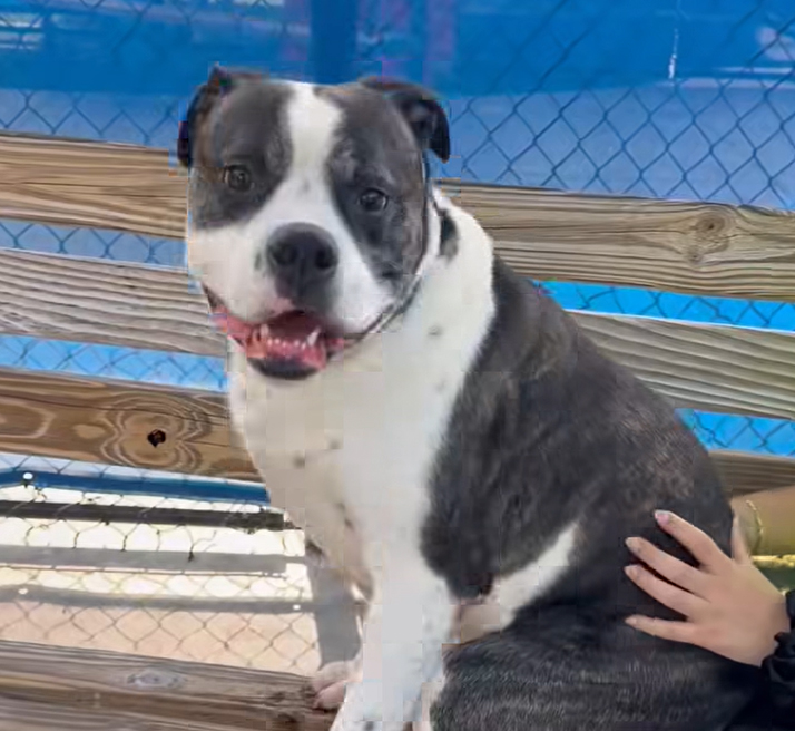 Romeo, a American Staffordshire Terrier, available for adoption