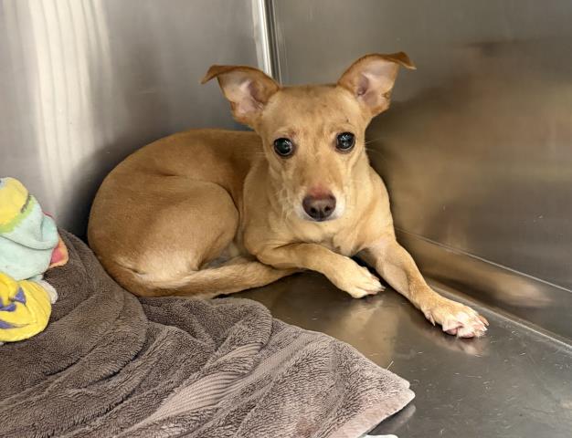 Pumpkin, a Chihuahua (mix breed), available for adoption