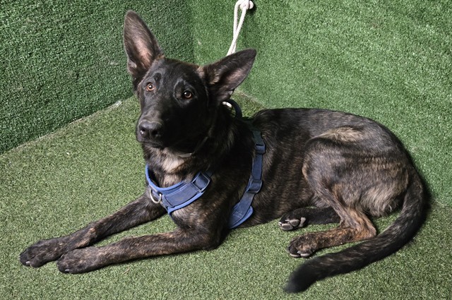 Buster, a German Shepherd, available for adoption