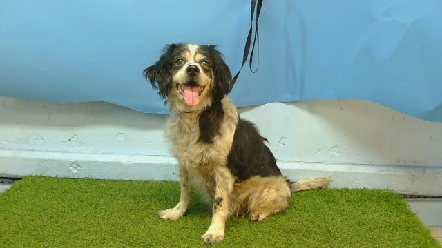 Diamond, a Cocker Spaniel, available for adoption