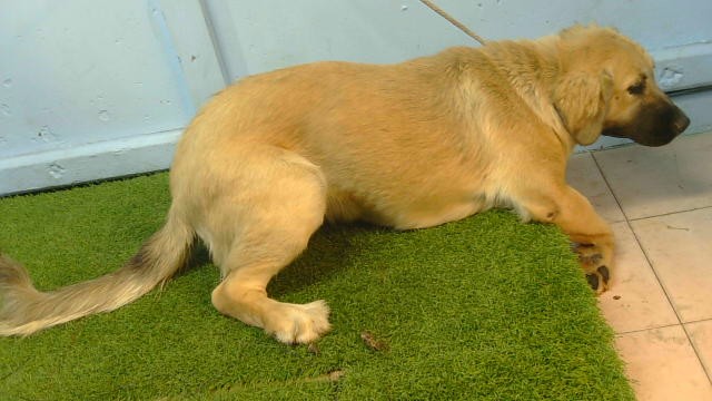 Lady, a Australian Shepherd, available for adoption