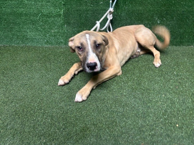 Elvis, a German Shepherd, available for adoption