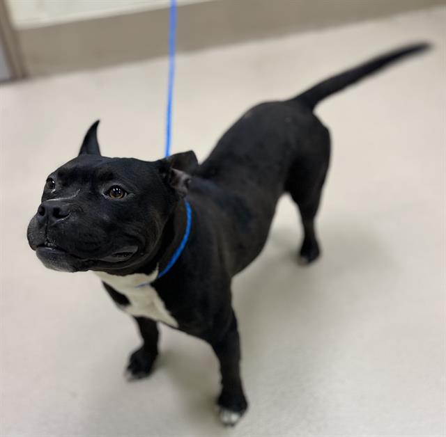 Roxy, a Pit Bull Terrier (mix breed), available for adoption