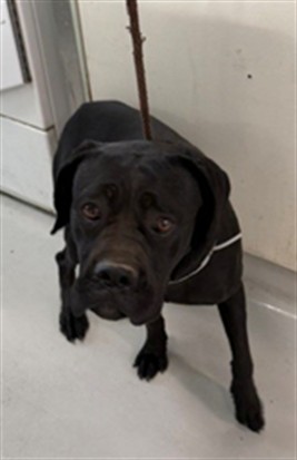 Stormy, a Cane Corso Mastiff, available for adoption