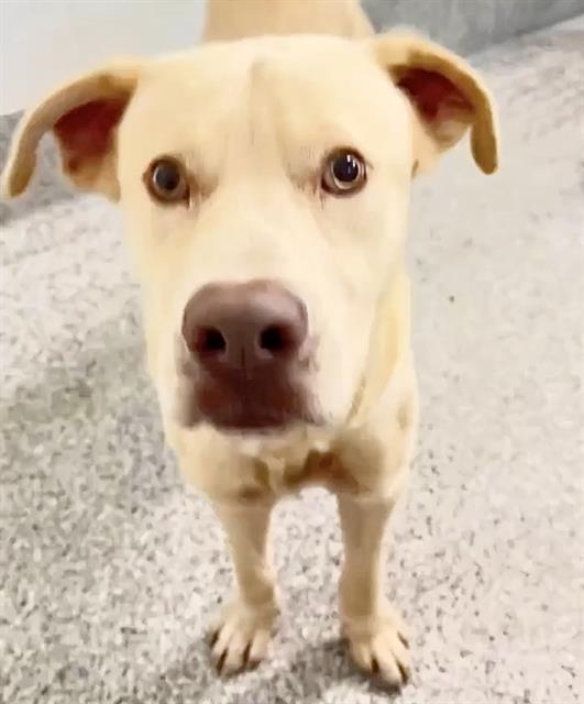 Mouse, a Pit Bull Terrier, available for adoption