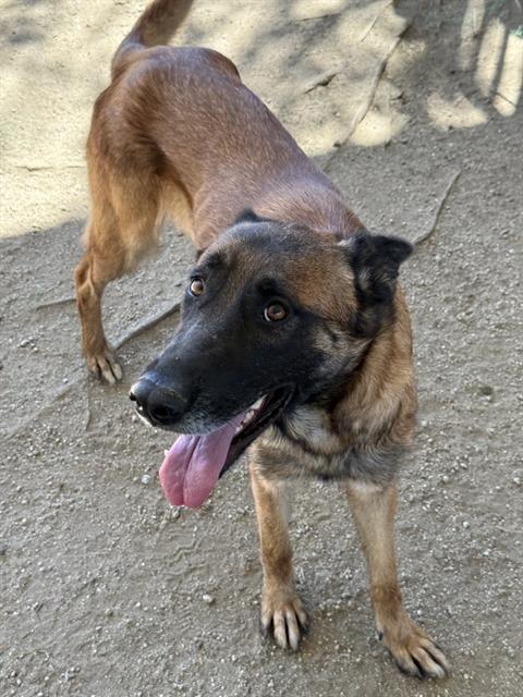 Nebula, a Belgian Shepherd Malinois, available for adoption