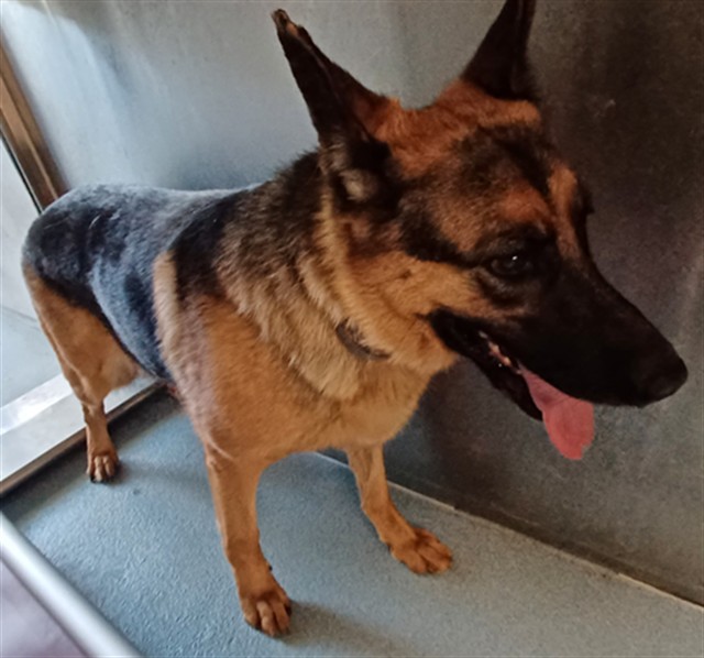 Hank, a German Shepherd, available for adoption