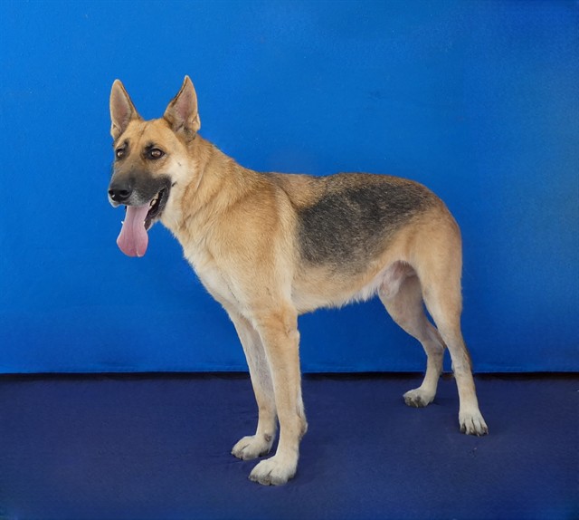 Hank, a German Shepherd, available for adoption