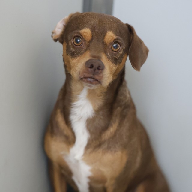 Saito, a Australian Kelpie (mix breed), available for adoption