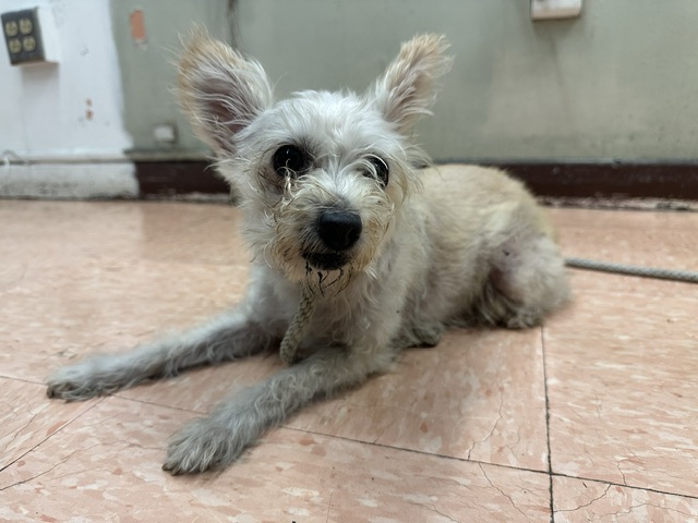 A5801559, a Terrier, available for adoption