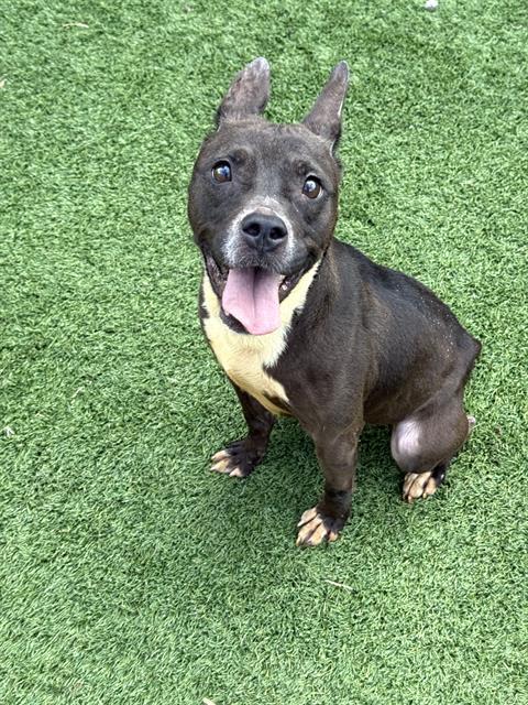 Koda, a Pit Bull Terrier (mix breed), available for adoption