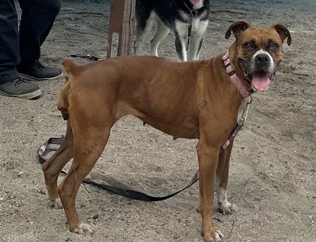Ellie, a Boxer, available for adoption