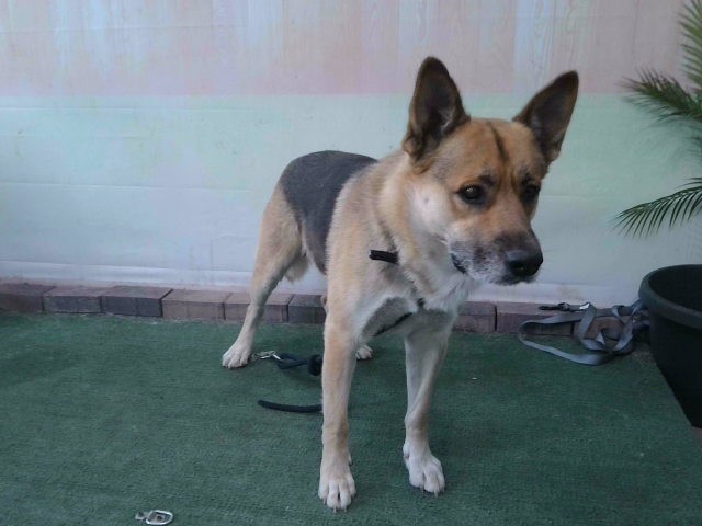 Rocky, a German Shepherd, available for adoption
