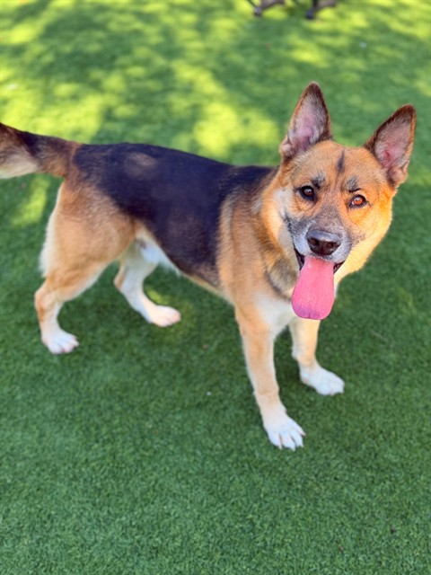 Rocky, a German Shepherd, available for adoption