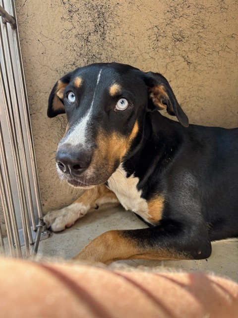 A480801, a Doberman Pinscher (mix breed), available for adoption