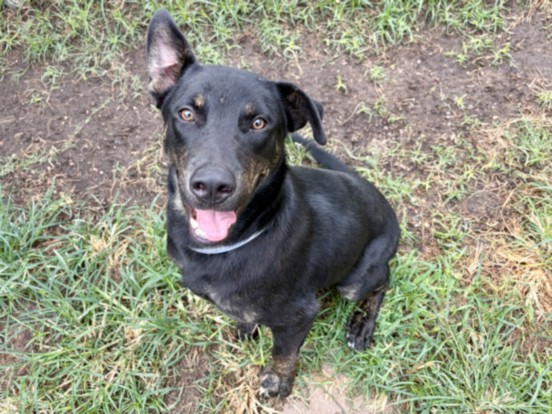 Bruno, a Dutch Shepherd (mix breed), available for adoption