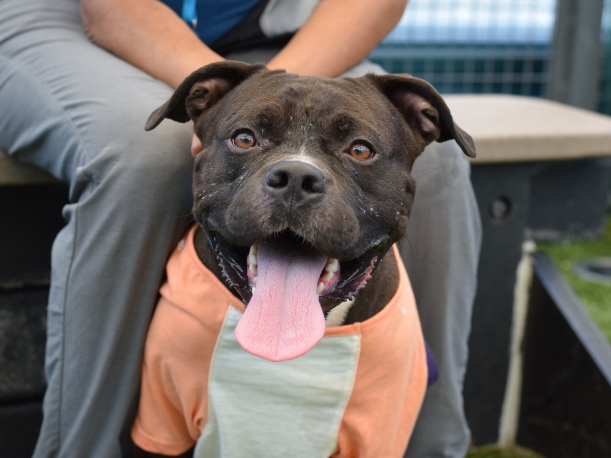 Polo, a Pit Bull Terrier, available for adoption