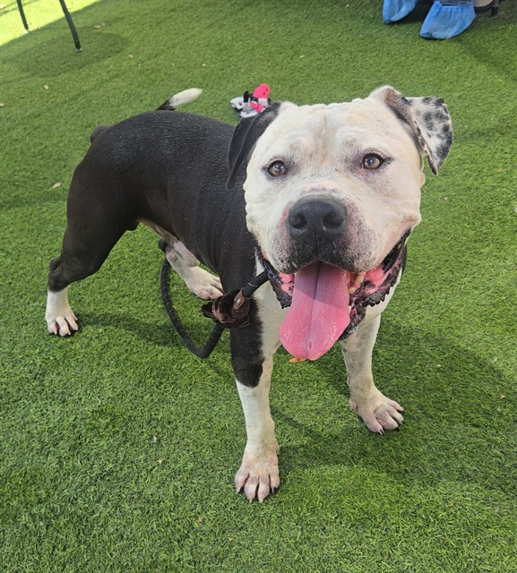 Hamwich, a Bullmastiff (mix breed), available for adoption