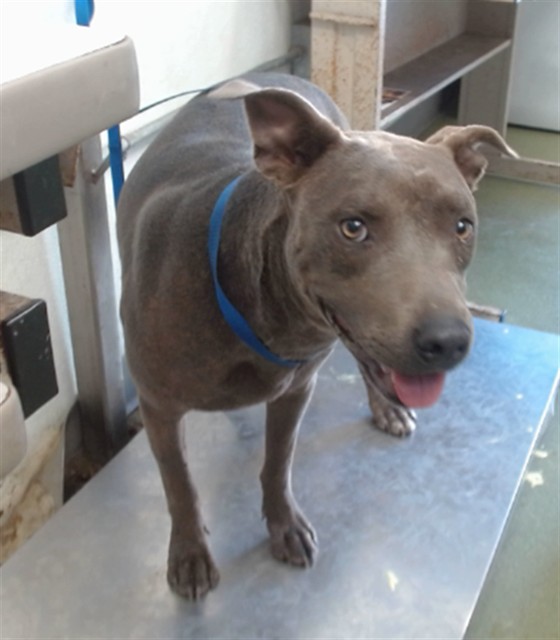 Porcini, a Pit Bull Terrier (mix breed), available for adoption