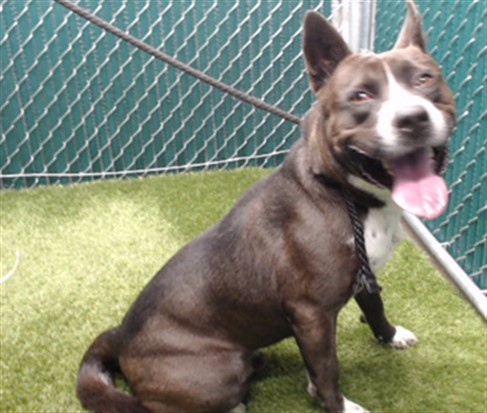 Ever, a Bullmastiff, available for adoption