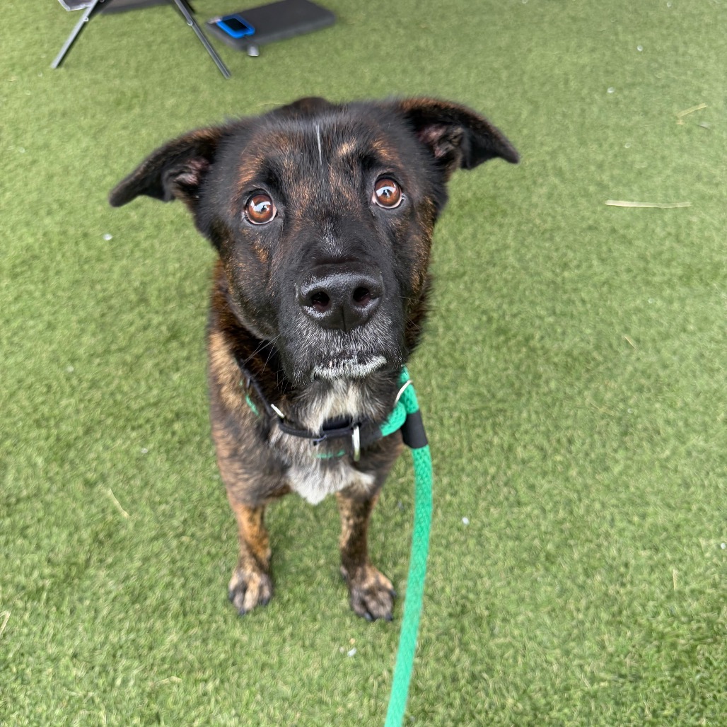 Talin, a Dutch Shepherd (mix breed), available for adoption