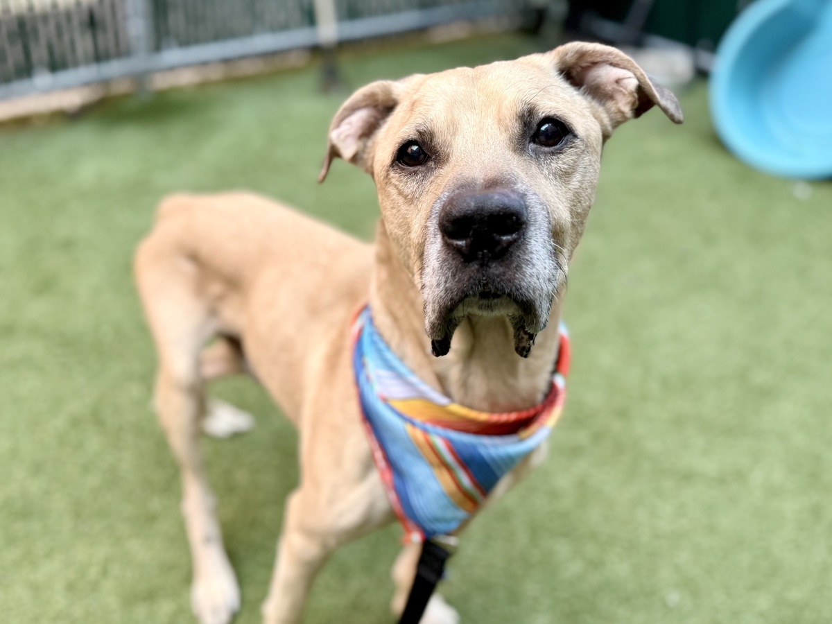 Alphonse, a American Staffordshire Terrier, available for adoption