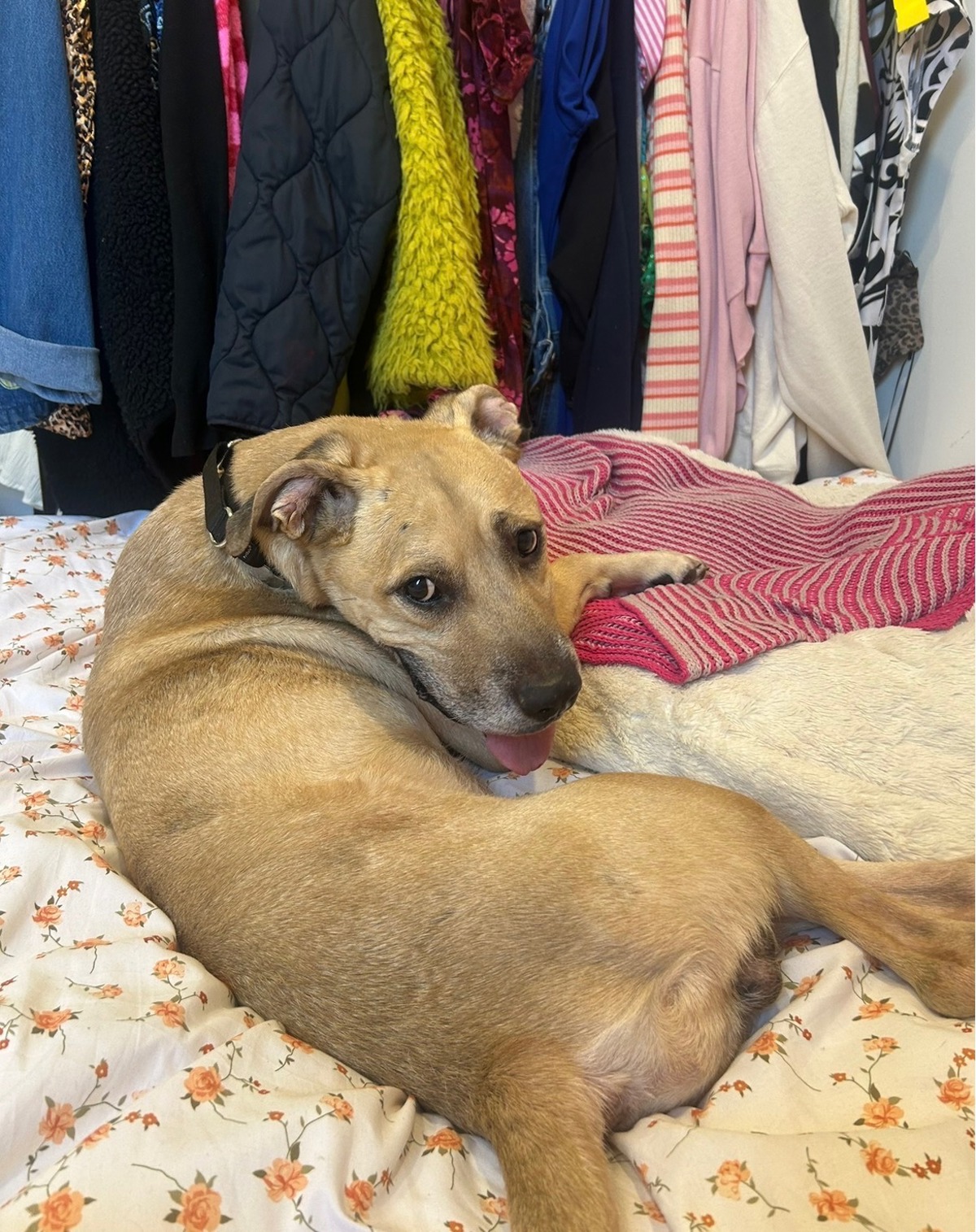 Other Photos of thie Dog
