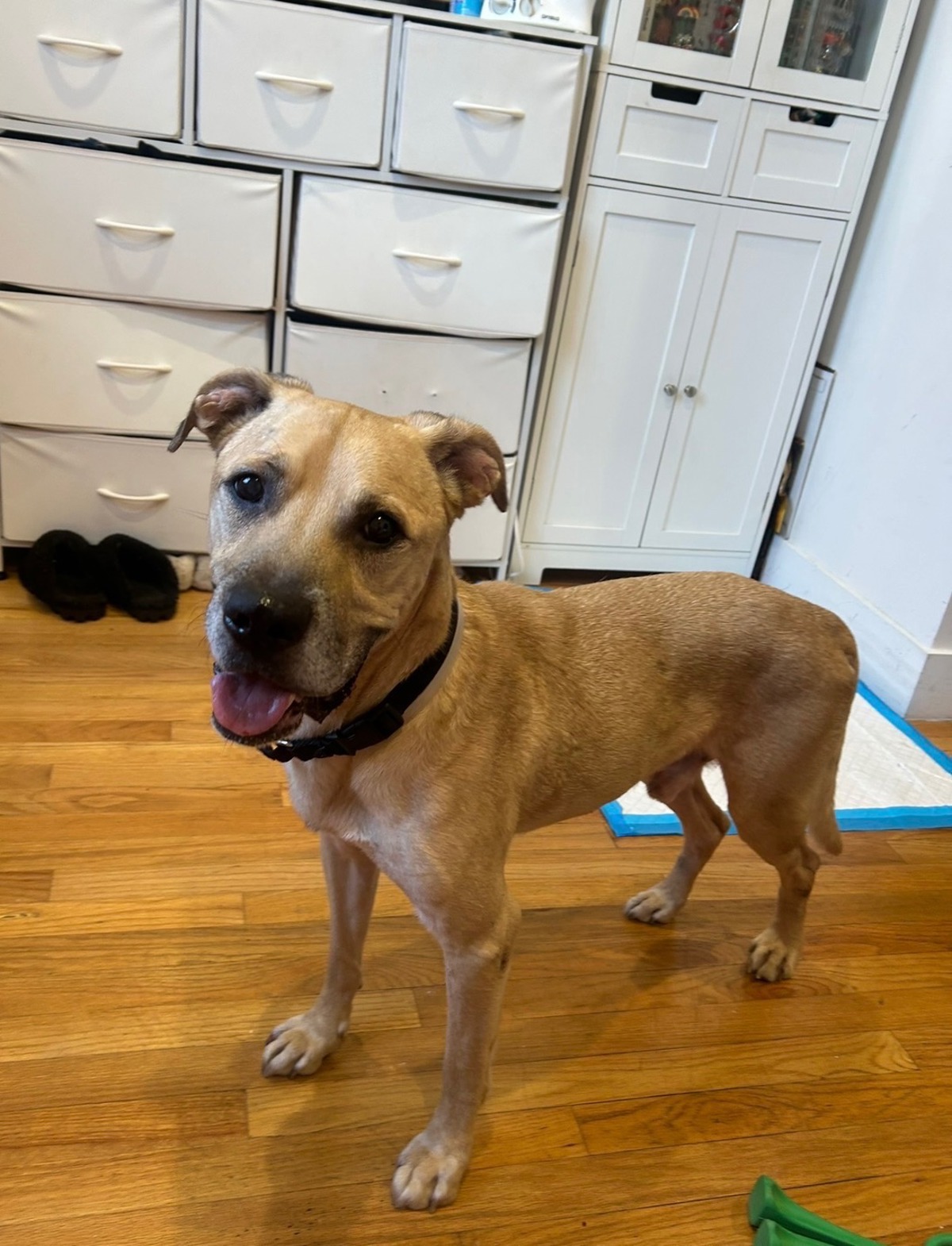 Other Photos of thie Dog