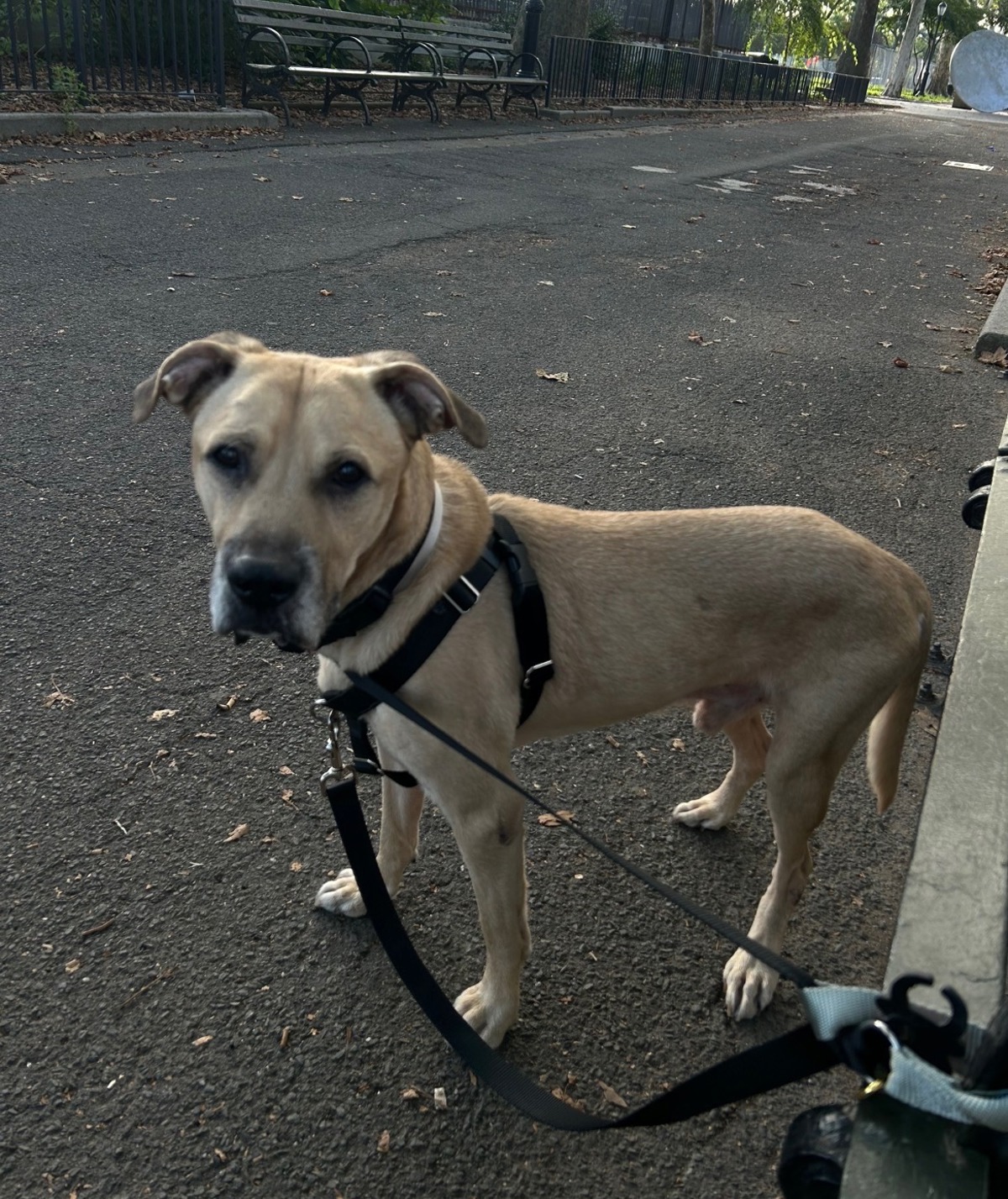 Other Photos of thie Dog