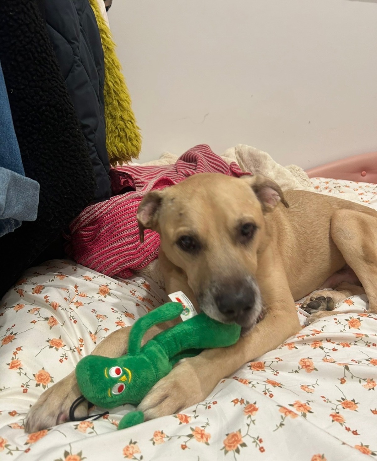 Other Photos of thie Dog