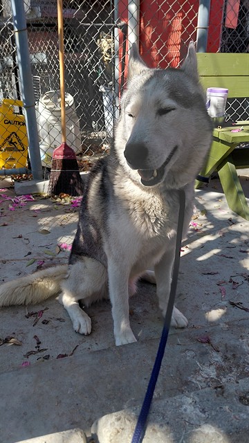 Simba, a Siberian Husky, available for adoption