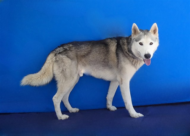 Simba, a Siberian Husky, available for adoption