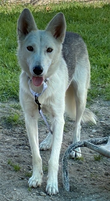 Polly, a Husky (mix breed), available for adoption