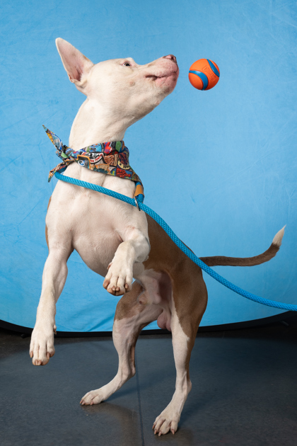 Bob Lazar, a Pit Bull Terrier (mix breed), available for adoption