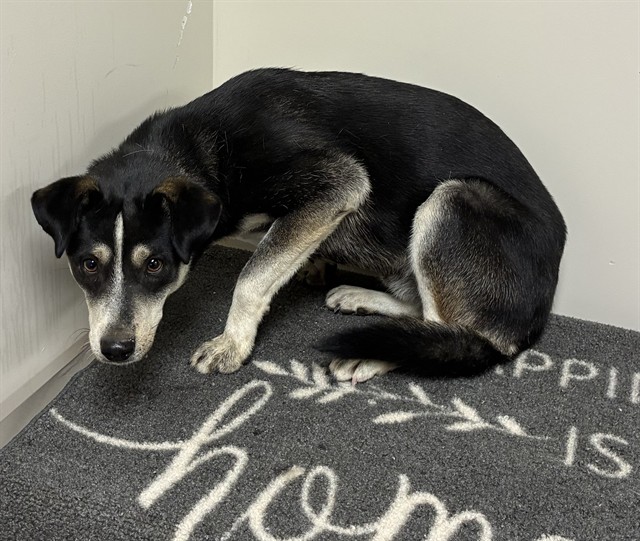 Carl, a Cattle Dog, available for adoption