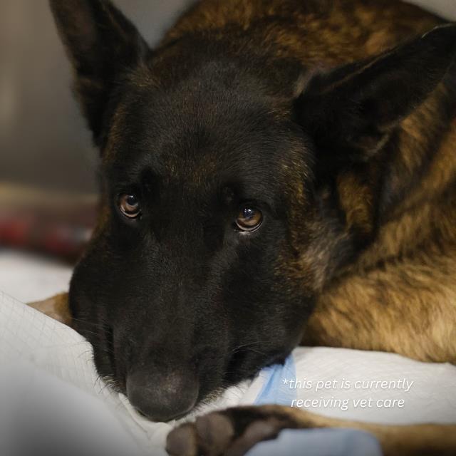 Piston, a Shepherd, available for adoption
