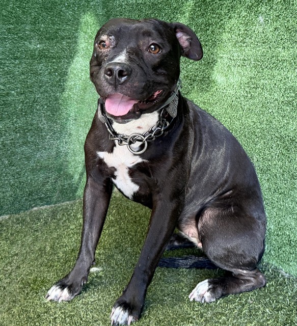 Puppy, a American Staffordshire Terrier, available for adoption