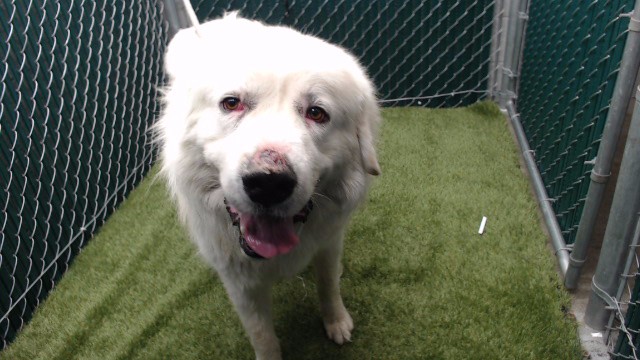 Denali, a Great Pyrenees, available for adoption
