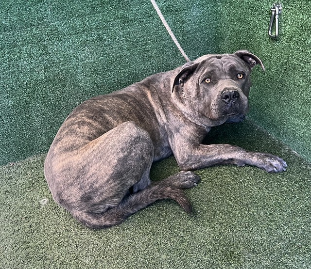 Dexter, a Mastiff, available for adoption