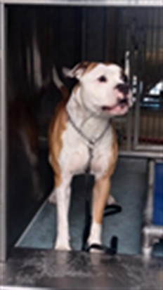 Beau (Bo), a American Bulldog, available for adoption