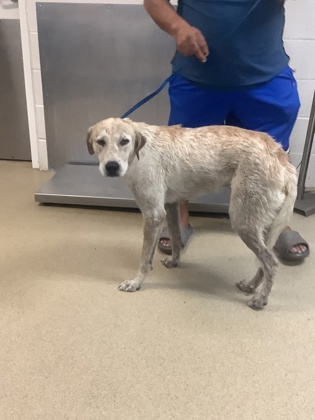 Marley, a Australian Cattle Dog/Blue Heeler, available for adoption