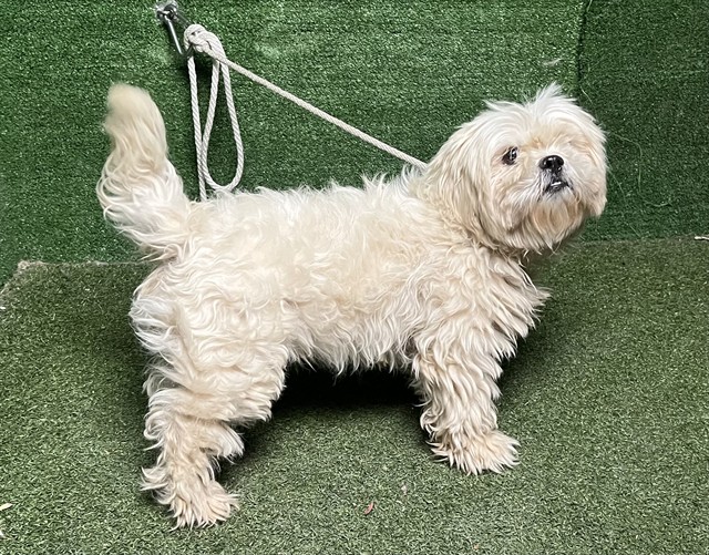 A5806103, a Shih Tzu, available for adoption