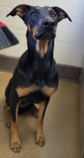 Ruby, a Doberman Pinscher, available for adoption