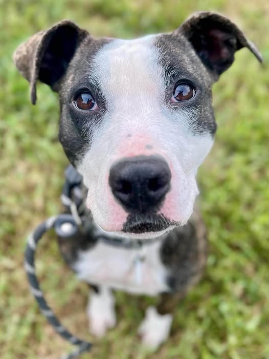 Sasha, a Pit Bull Terrier, available for adoption