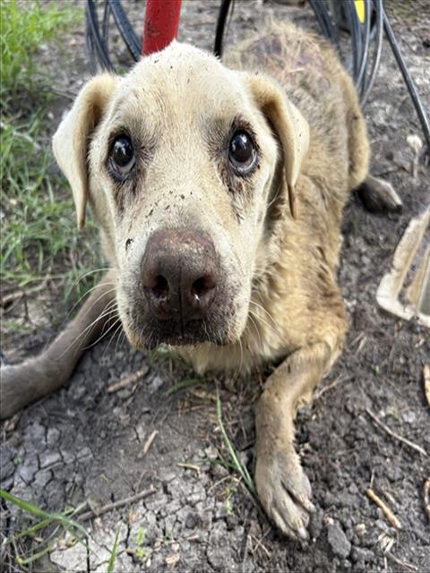 Bernie, a Hound, available for adoption