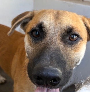A035417, a Black Mouth Cur (mix breed), available for adoption